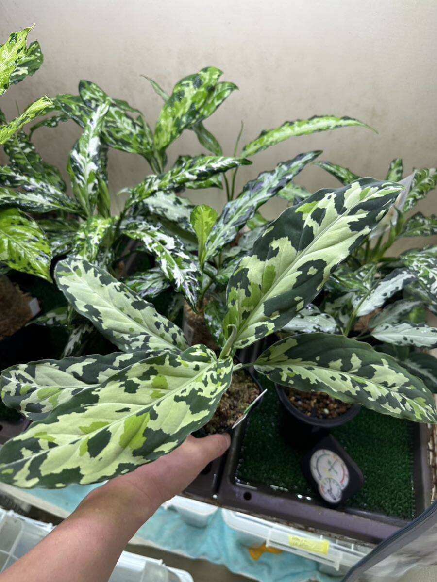 Aglaonema pictum GW1507 メサイヤ Padang sidempuan 【TB】の画像4