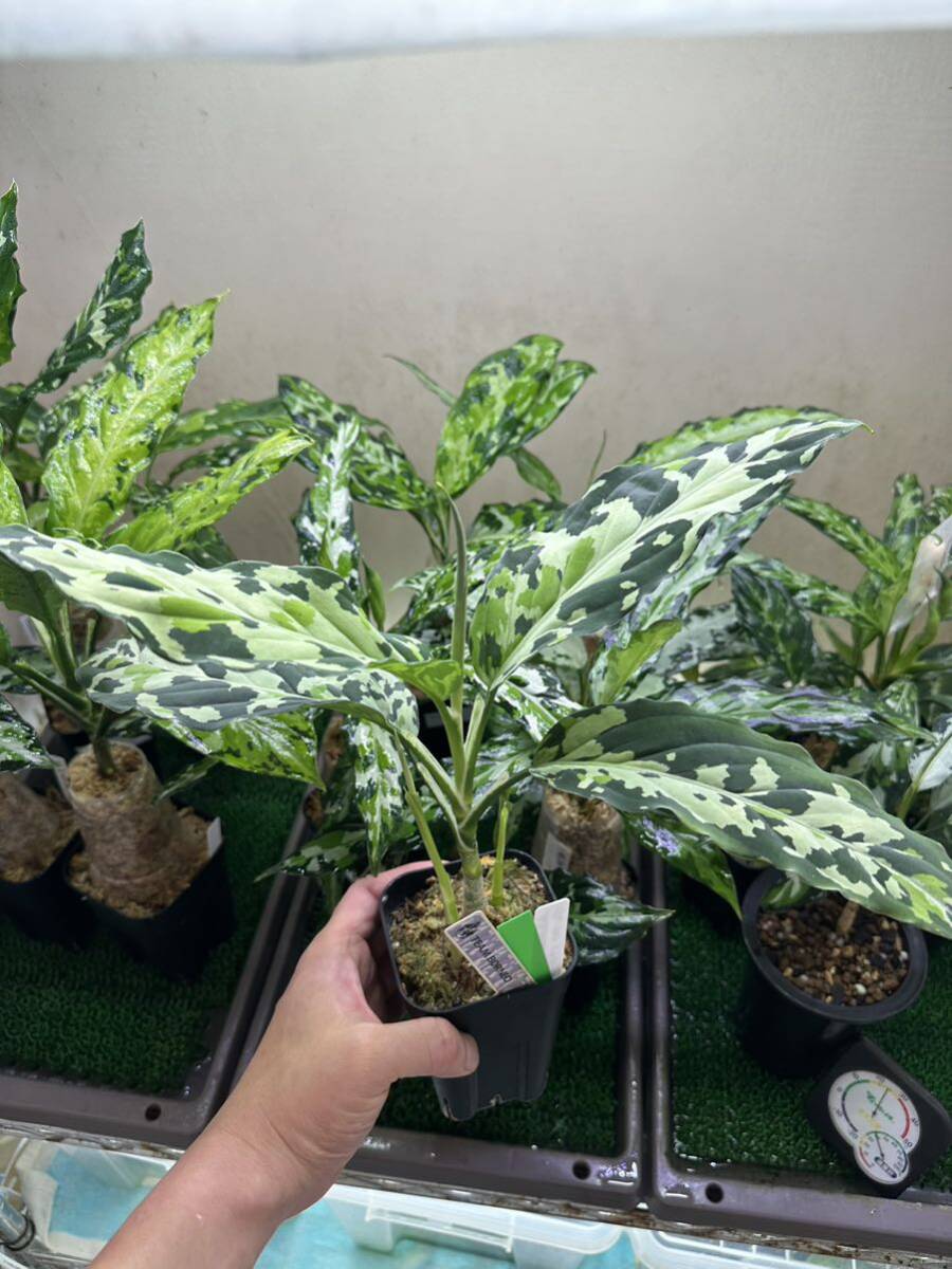 Aglaonema pictum GW1507 メサイヤ Padang sidempuan 【TB】の画像3