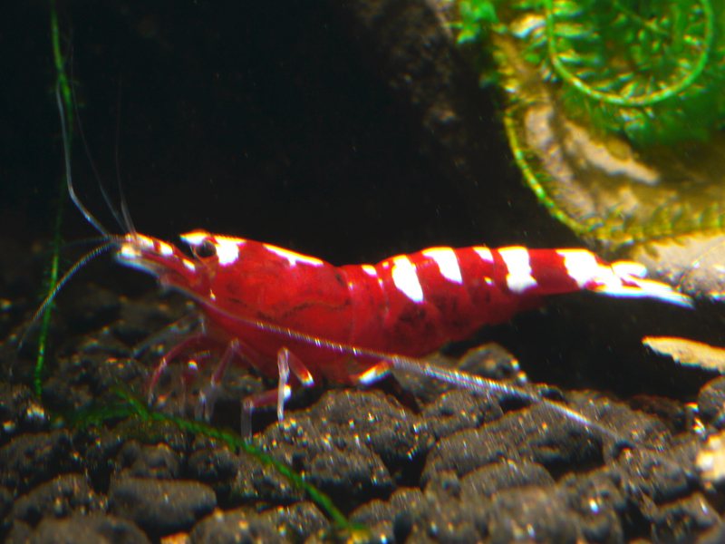 * red fancy Tiger shrimp 30 pcs +α