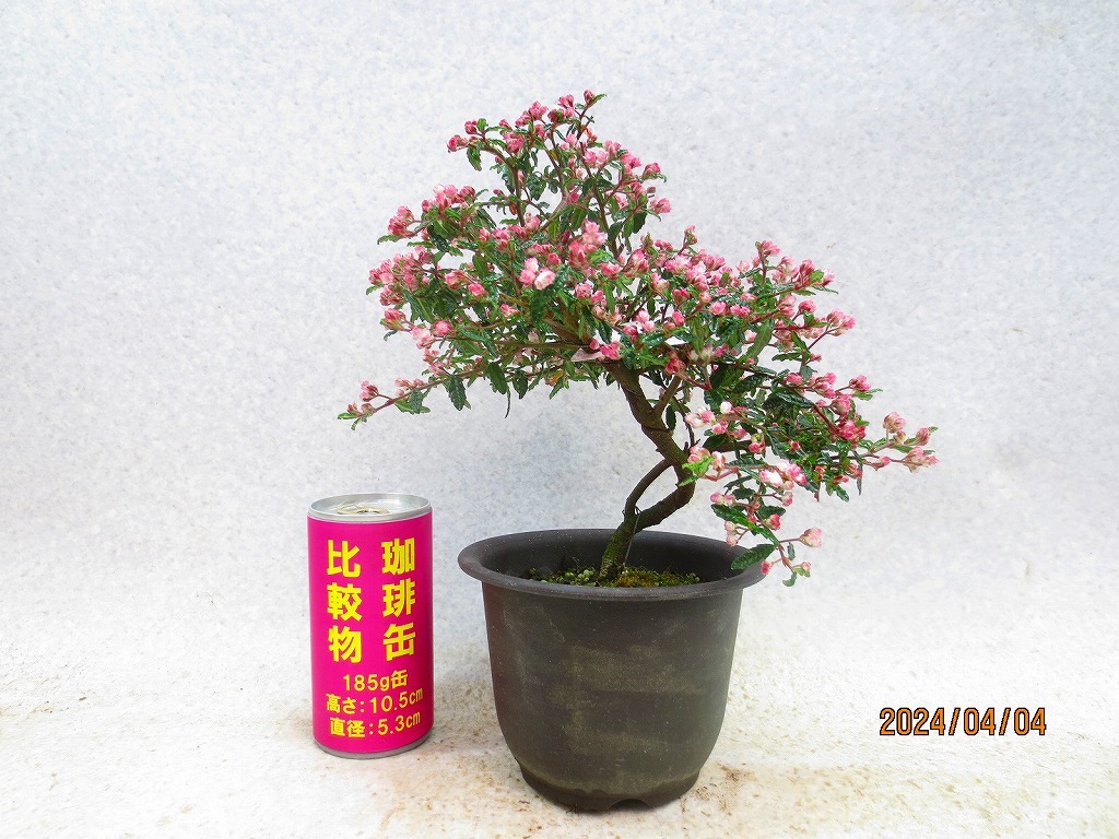 [讃岐屋緑兵衛]天皇梅 4/4開花～花終想定(4190黒丸プラ鉢)全高：29㎝※同梱包は「まとめて取引」手続厳守※送料明記＊説明必読の画像1