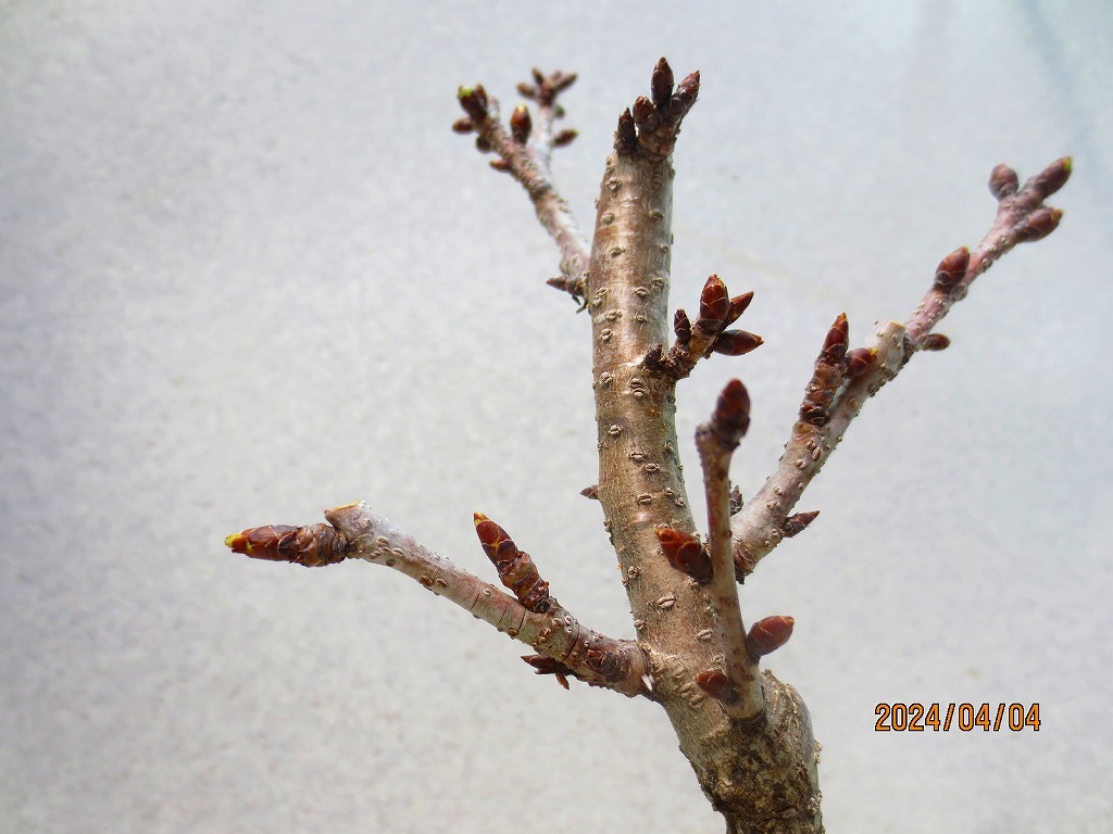 [讃岐屋緑兵衛]旭山桜 4/4開花～花終想定(4246)全高：35㎝※同梱包は「まとめて取引」手続厳守※送料明記＊説明必読　_画像9