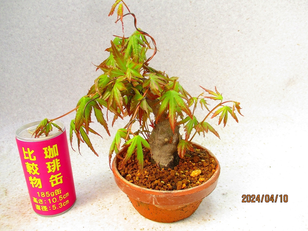 [.. shop green ..]momiji(41068 plant pot ) total height :23.* same packing is [ together transactions ] procedure strict observance * postage clear writing * explanation obligatory reading 