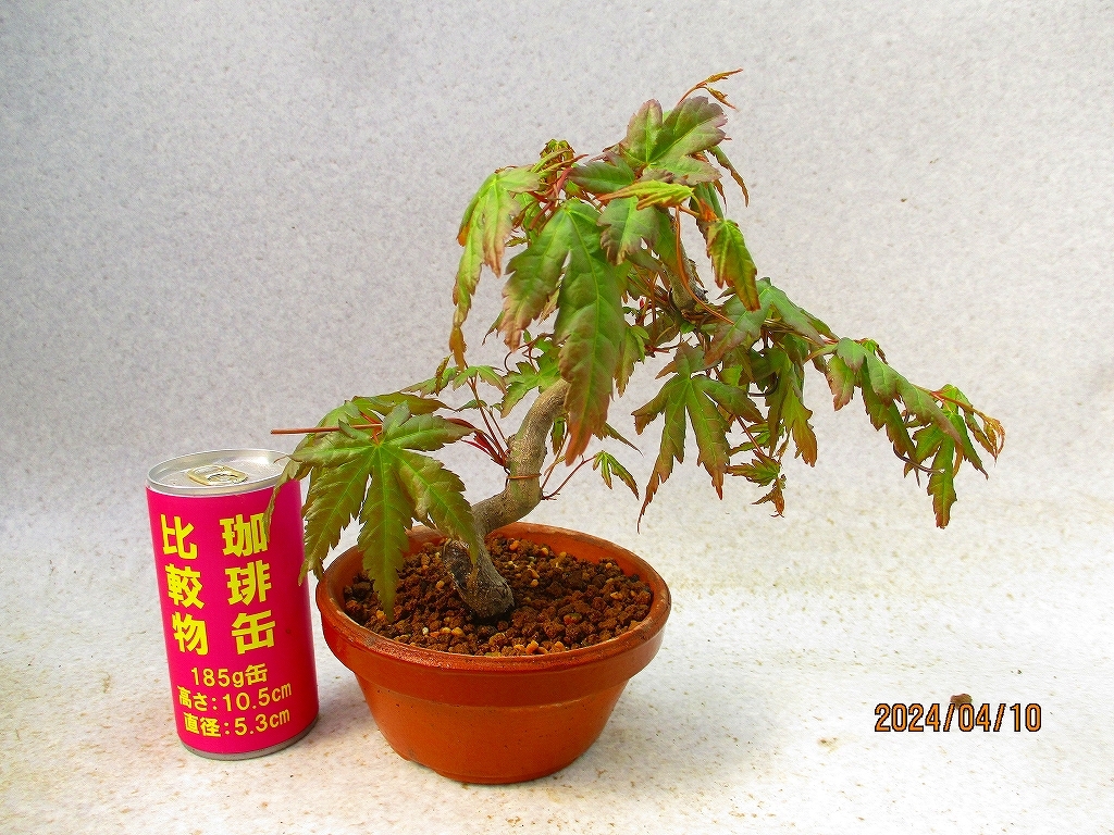 [.. shop green ..]momiji(41071 plant pot ) total height :22.* same packing is [ together transactions ] procedure strict observance * postage clear writing * explanation obligatory reading 