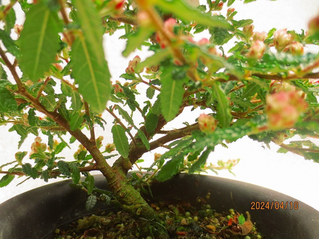 [讃岐屋緑兵衛]天皇梅 4/10開花〜花終り想定(4917黒丸プラ鉢)全高：32㎝※同梱包は「まとめて取引」手続厳守※送料明記＊説明必読の画像4