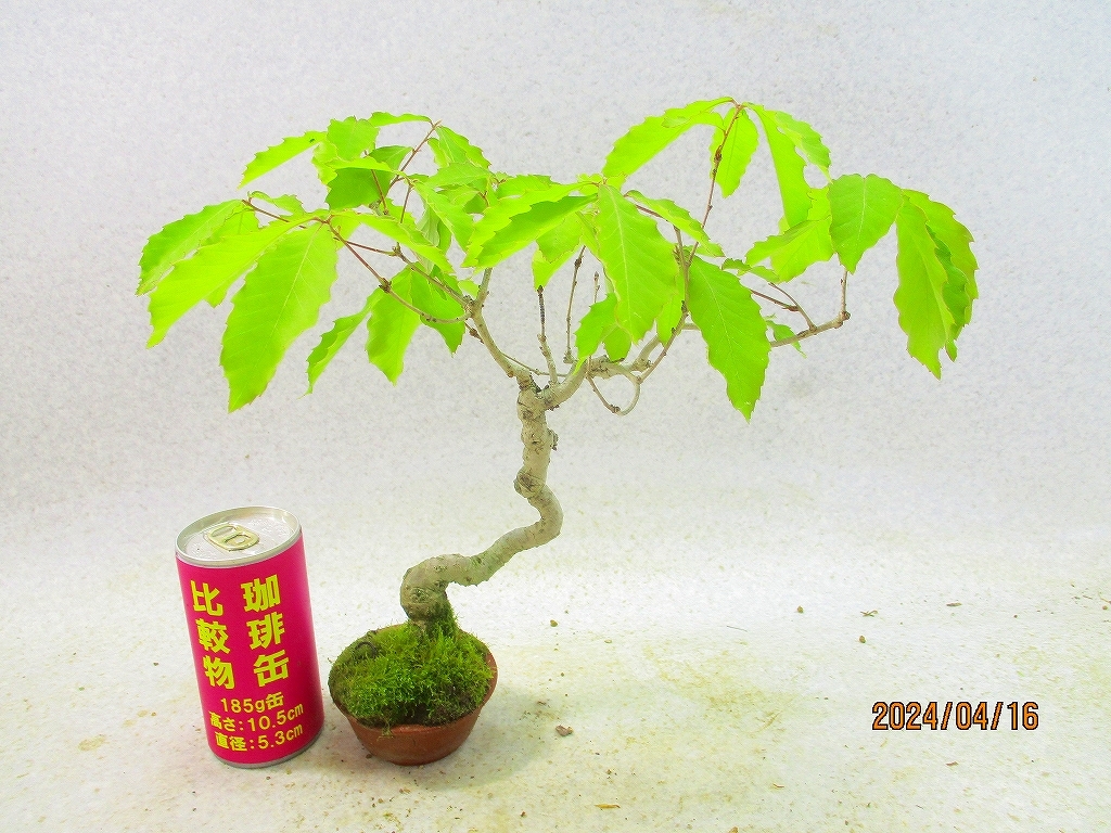 [.. shop green ..] konara oak (41808. mud circle pot ) total height :28.* same packing is [ together transactions ] procedure strict observance * postage clear writing * explanation obligatory reading 