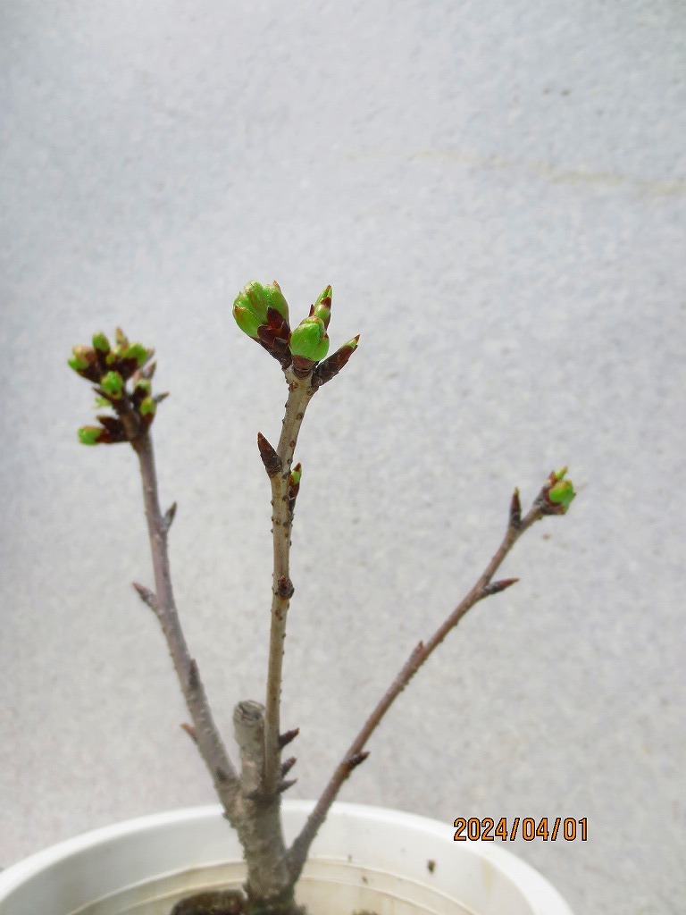 [讃岐屋緑兵衛] 旭山桜 4/1蕾～花変化想定 (407白丸プラ鉢)全高：31㎝※同梱包は「まとめて取引」手続厳守※送料明記＊説明必読_画像4