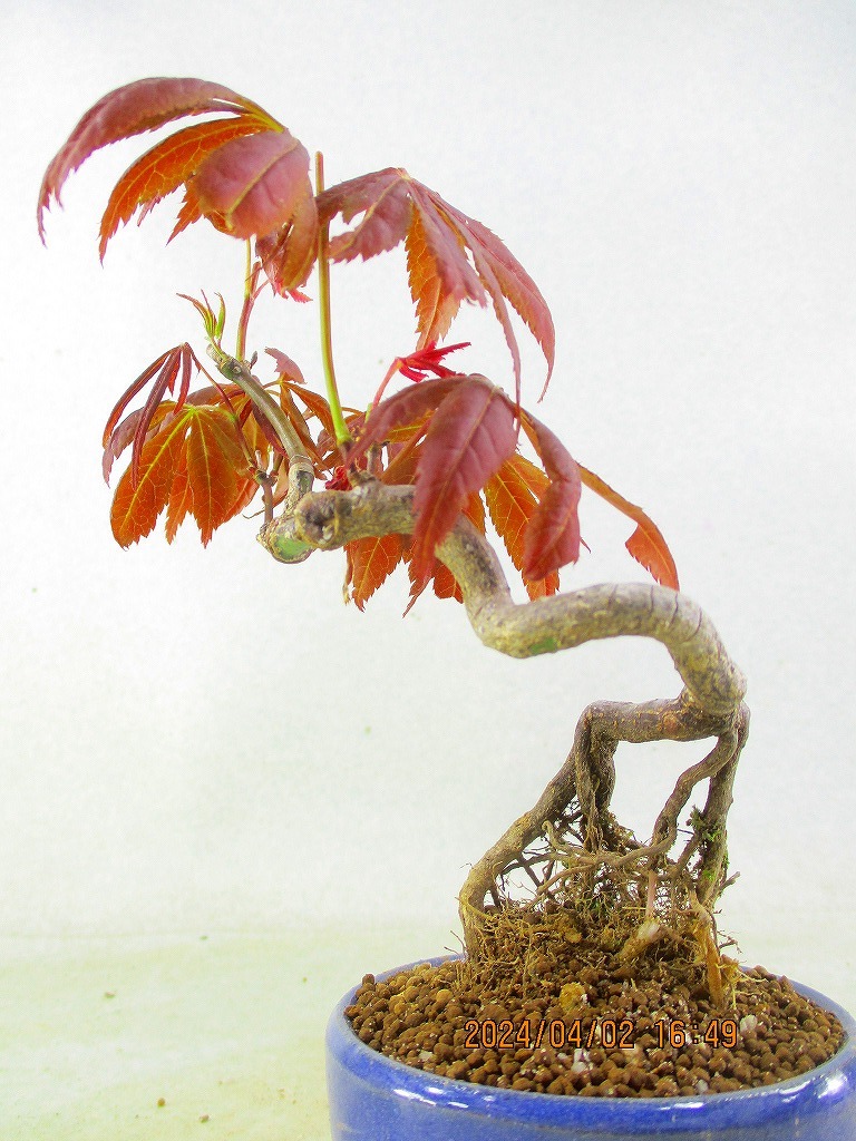 [.. shop green ..]momiji goods kind unknown red leaf series (33323.. circle pot ) total height :19.* same packing is [ together transactions ] procedure strict observance * postage clear writing * explanation obligatory reading 