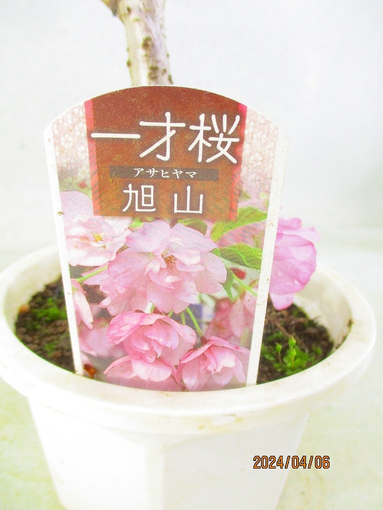 [讃岐屋緑兵衛]旭山桜 4/6開花～花終想定(4603)全高：28㎝※同梱包は「まとめて取引」手続厳守※送料明記＊説明必読　_画像5