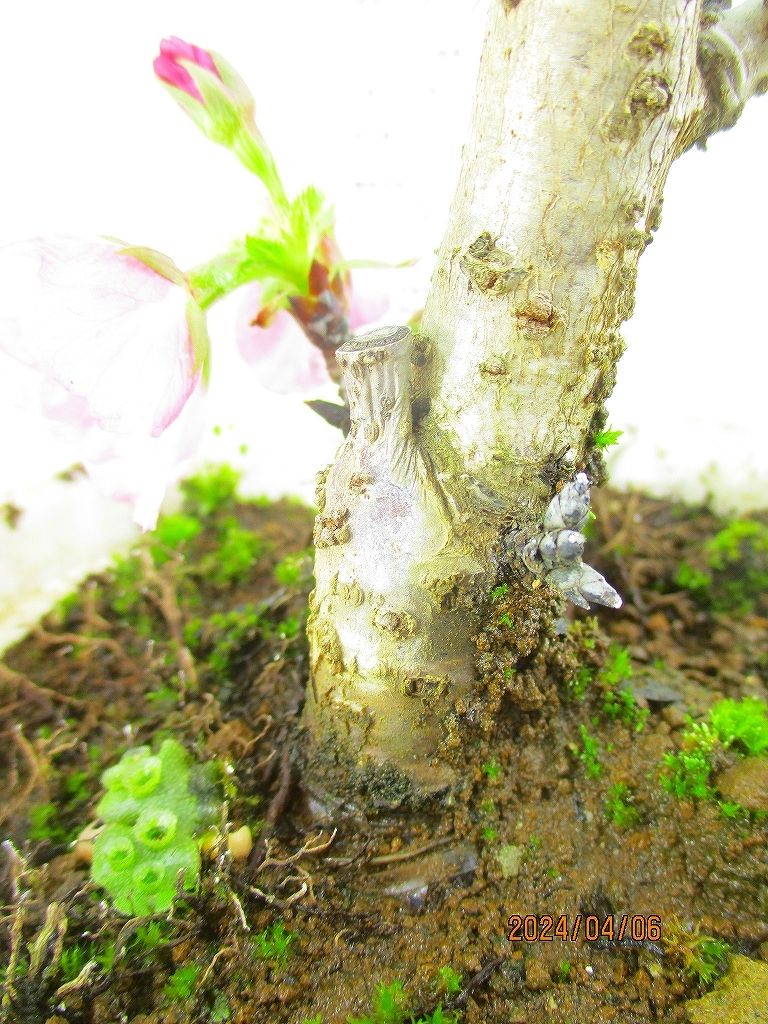 [讃岐屋緑兵衛]旭山桜 4/6開花～花終想定(4603)全高：28㎝※同梱包は「まとめて取引」手続厳守※送料明記＊説明必読　_画像7