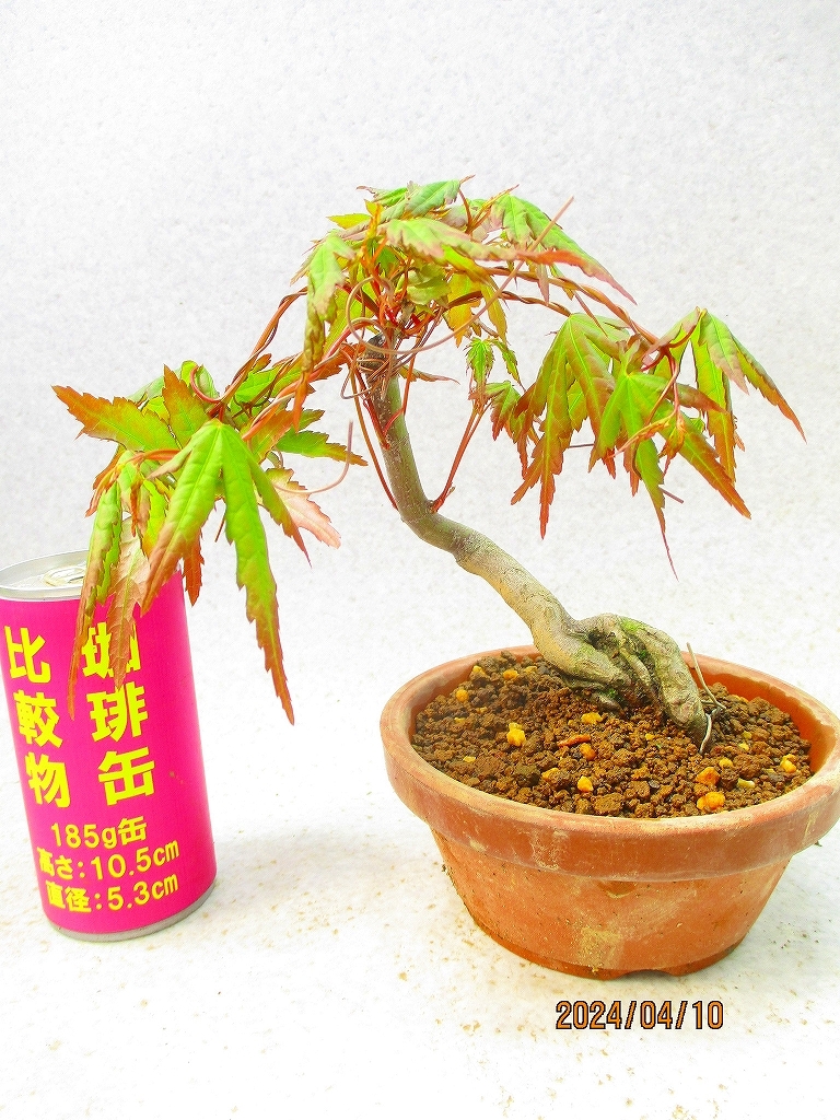 [.. shop green ..]momiji(41069 plant pot ) total height :20.* same packing is [ together transactions ] procedure strict observance * postage clear writing * explanation obligatory reading 