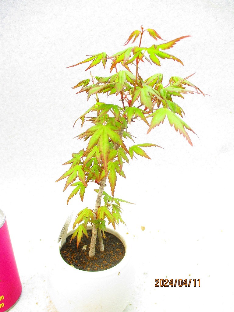 [.. shop green ..]momiji(41192 white . circle pot ) total height :27.* same packing is [ together transactions ] procedure strict observance * postage clear writing * explanation obligatory reading 