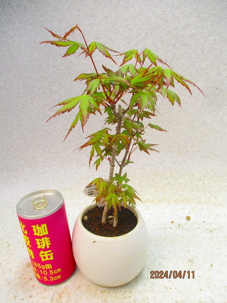 [.. shop green ..]momiji(41192 white . circle pot ) total height :27.* same packing is [ together transactions ] procedure strict observance * postage clear writing * explanation obligatory reading 