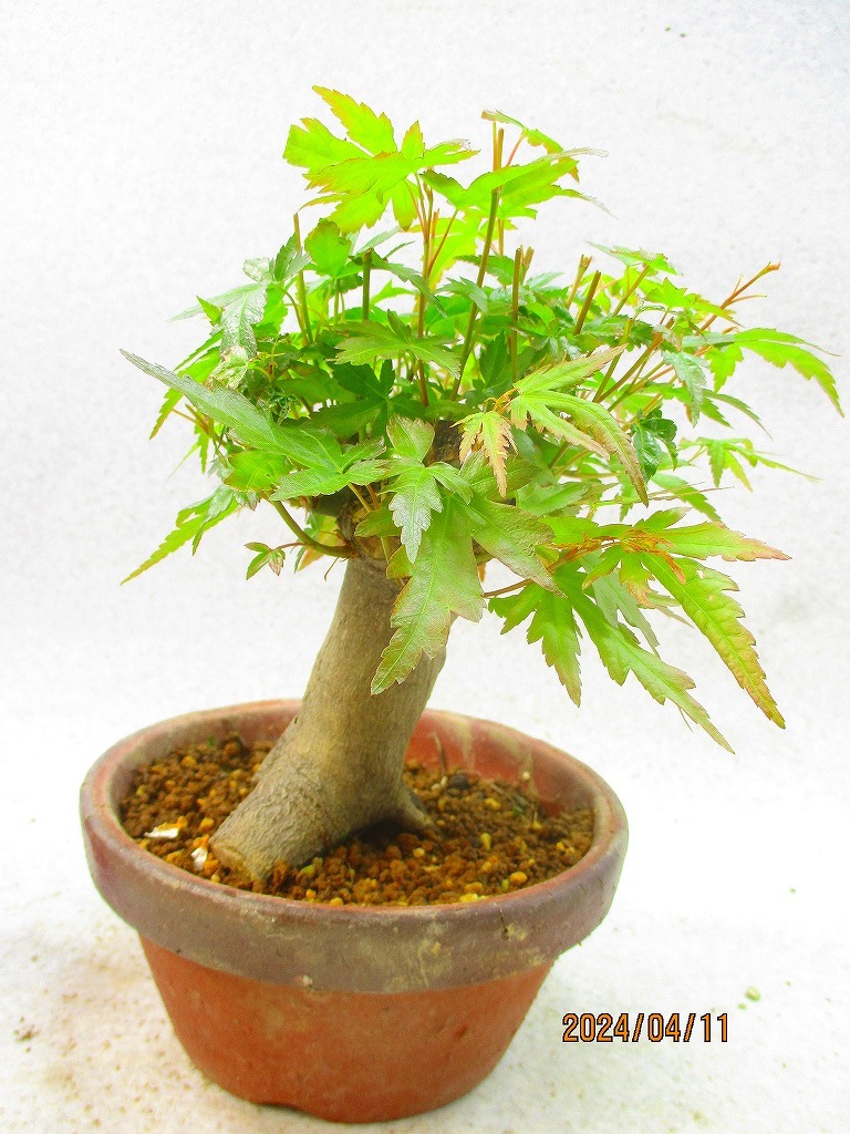 [.. shop green ..]momiji(41226 plant pot ) total height :26.* same packing is [ together transactions ] procedure strict observance * postage clear writing * explanation obligatory reading 