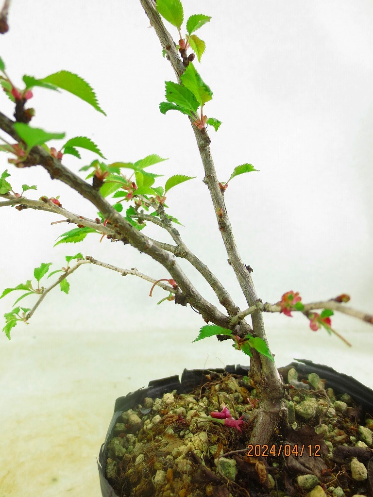 [讃岐屋緑兵衛]雲竜富士桜 湖上の舞 花終り(41320)全高：32㎝※同梱包は「まとめて取引」手続厳守※送料明記＊説明必読_画像8