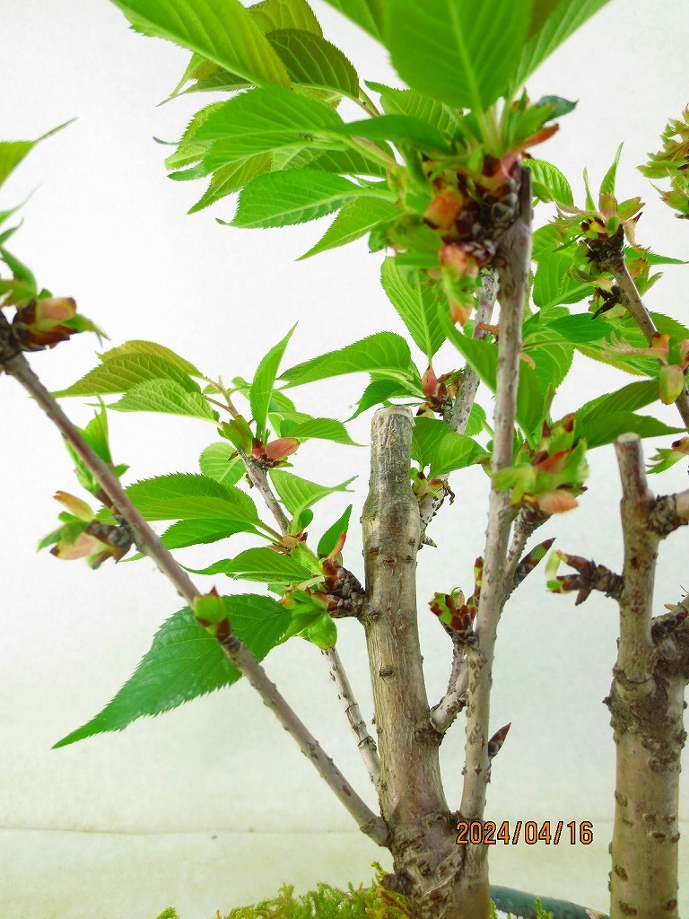 [讃岐屋緑兵衛]旭山桜 寄植※花終り(41700紫泥部分釉丸鉢)全高：37㎝※同梱包は「まとめて取引」手続厳守※送料明記＊説明必読の画像8