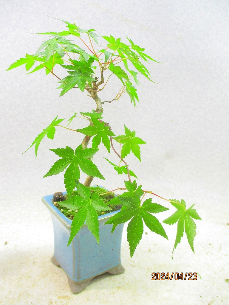 [.. shop green ..]momiji(42390.. regular person pot ) total height :29.* same packing is [ together transactions ] procedure strict observance * postage clear writing * explanation obligatory reading 