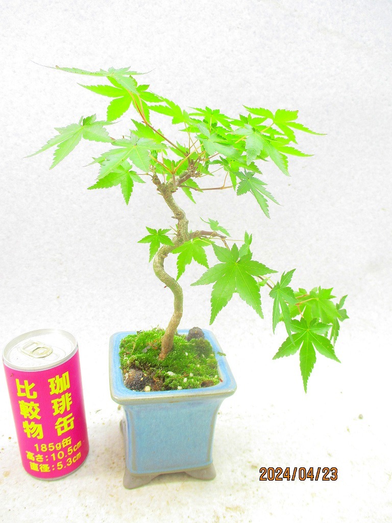 [.. shop green ..]momiji(42390.. regular person pot ) total height :29.* same packing is [ together transactions ] procedure strict observance * postage clear writing * explanation obligatory reading 