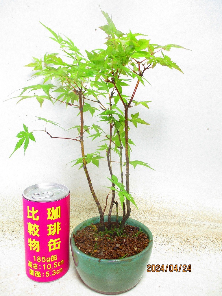 [.. shop green ..]momiji(42528 Oribe . circle pot ) total height :36.* same packing is [ together transactions ] procedure strict observance * postage clear writing * explanation obligatory reading 
