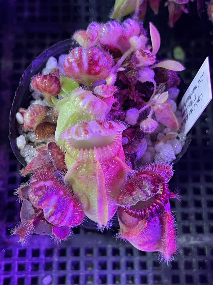 A Cephalotus follicularis Diflora Giant (Coalmine Beach × Big Boy) セファロタスフォリキュラリス ジャイアント 2号深 〜2株 食虫植物_画像3