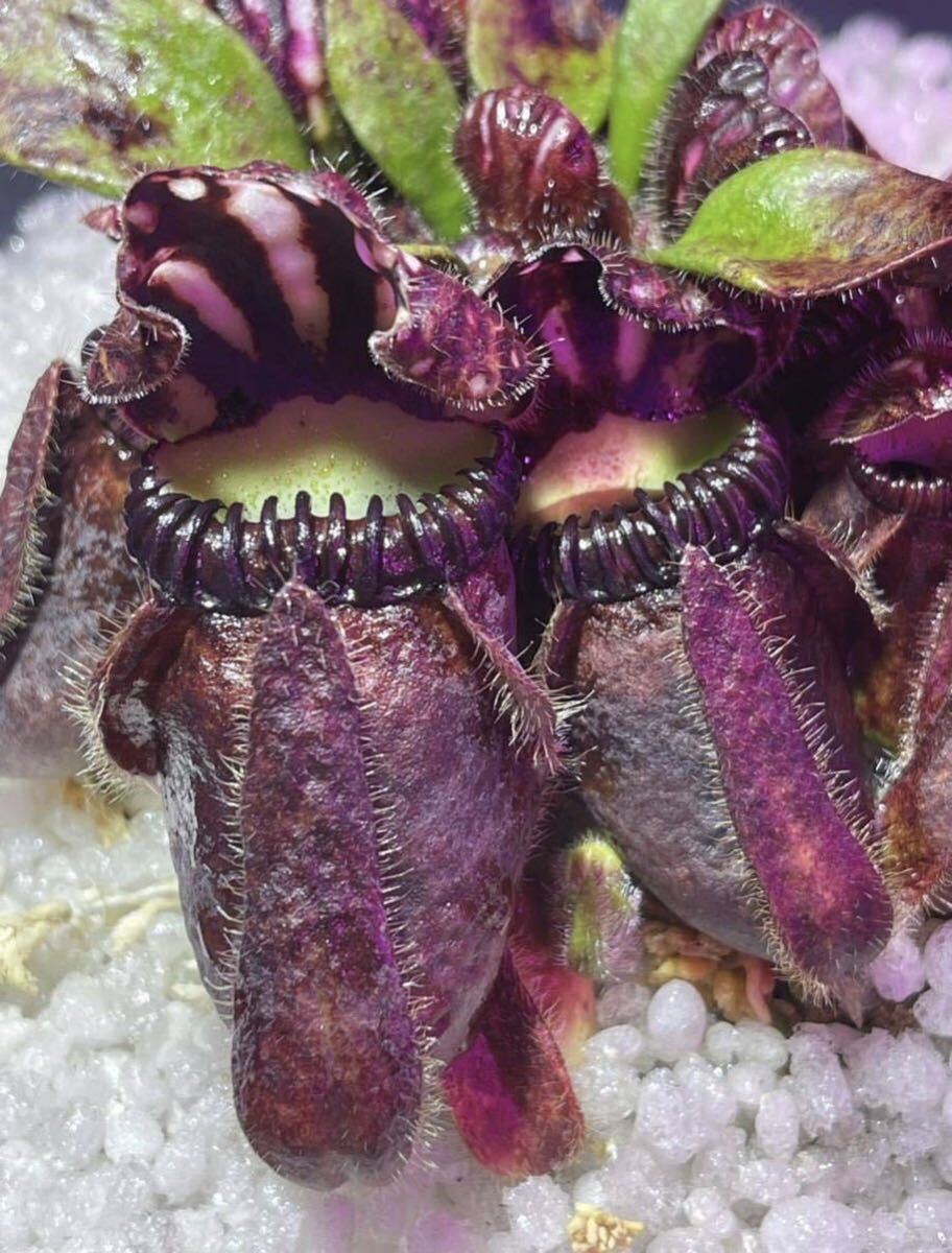 A Cephalotus follicularis Diflora Giant (Coalmine Beach × Big Boy) セファロタスフォリキュラリス ジャイアント 2号深 〜2株 食虫植物_画像1