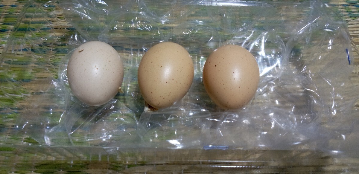 [ meal for ].....koju Kei [ have . egg 3 piece ][ crack guarantee ].[ have . egg guarantee is not.]