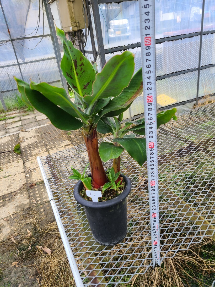 バナナ苗 モンキーバナナ。6寸鉢の画像1