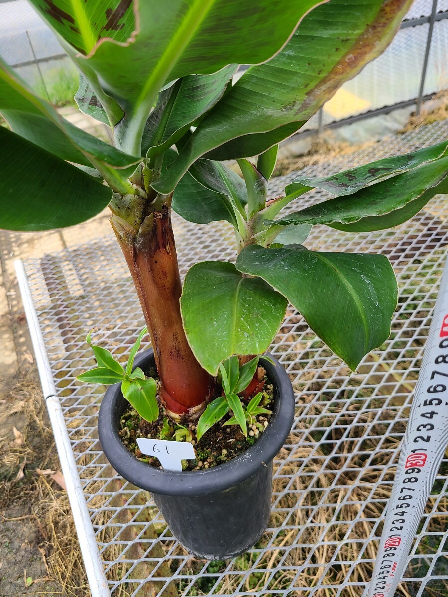 バナナ苗 モンキーバナナ。6寸鉢の画像4