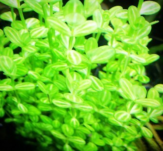 ホワイト ドリマリア♪ 水中葉 無農薬 水草５本セット (ドルマリア コルダータ 斑入り)の画像2