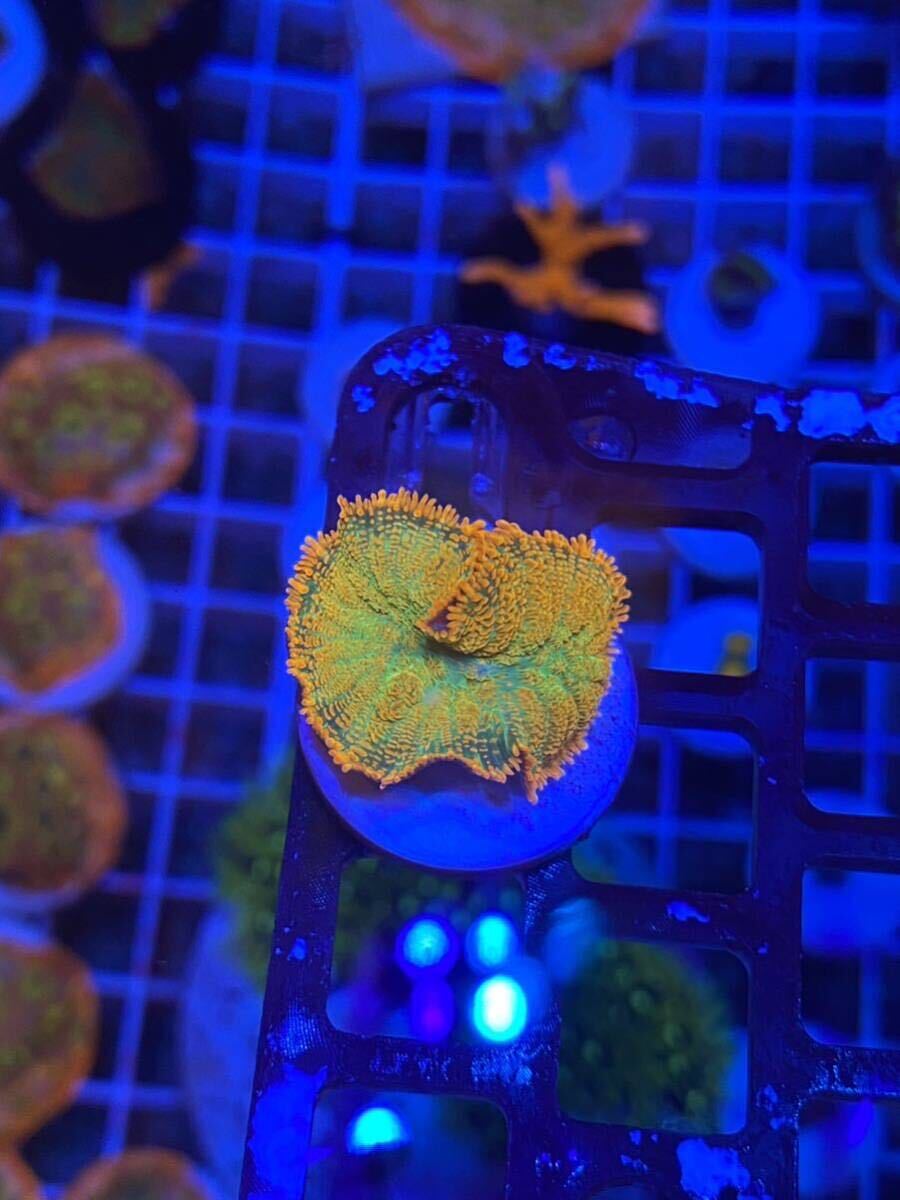 [ cheap sending ] coral disk coral Saturday shipping 