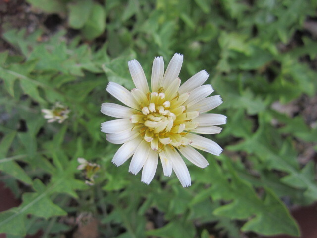 ※白花タンポポの種 ４花分全部※_白花タンポポ