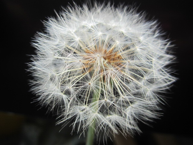 ※白花タンポポの種 ４花分全部※の画像2