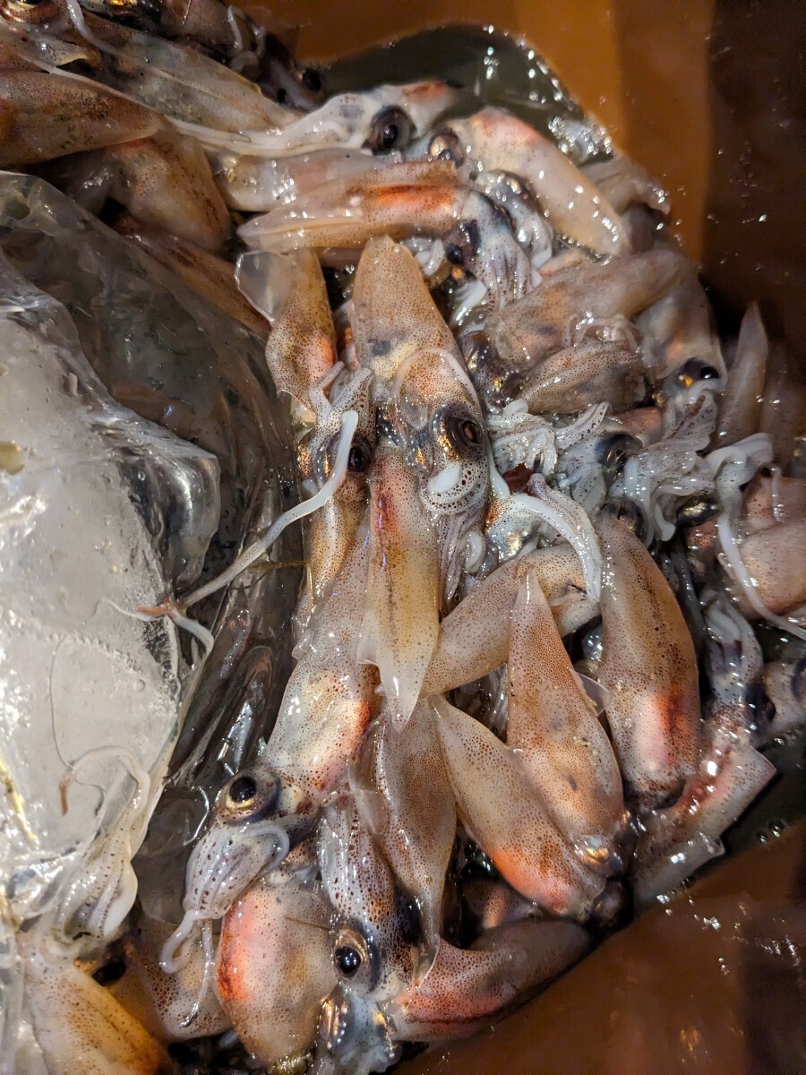 R6 Toyama production ( slide river ) fishing bait for freezing ho ta Louis ka200g go in 