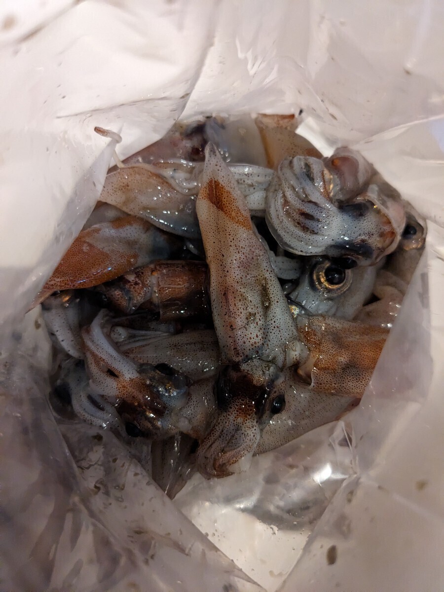 R6 富山県(滑川)産 釣餌用 冷凍ホタルイカ1.8kg(600g×3袋)_画像3