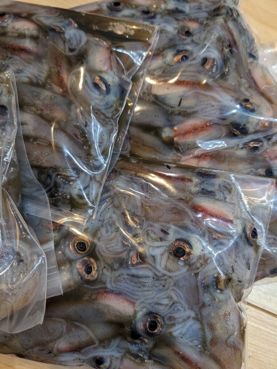 R6富山県産(滑川) 釣餌用 冷凍ホタルイカ 2kg(200g入 ×10)_画像1