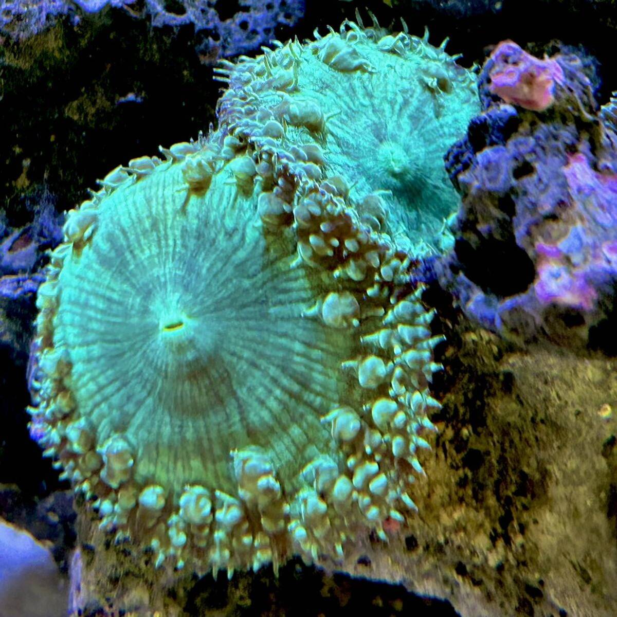  oo taba коралл зеленый 2 поли p