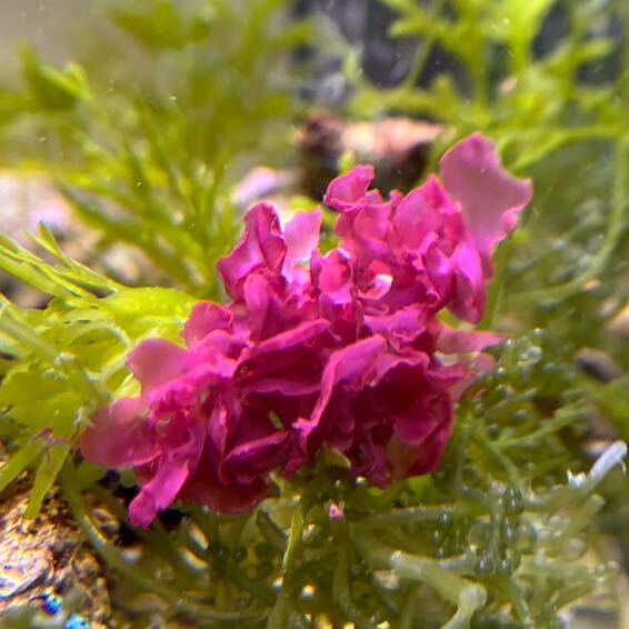 紅藻sp 海藻 マリンプランツ リフジウムの画像1