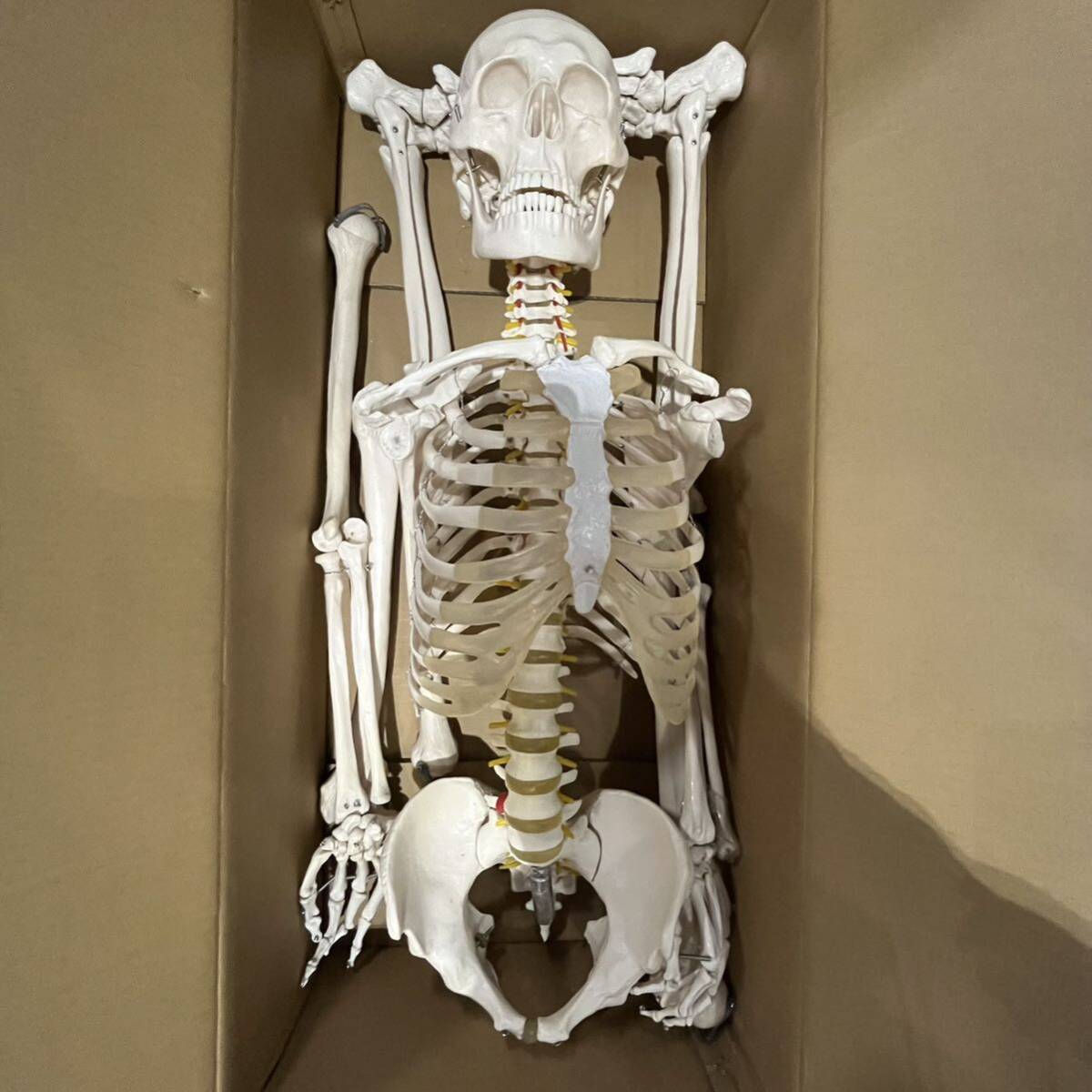0417A6 人体模型 全身骨格模型 約180cm 等身大 ヒューマンスカル スケルトン ディスプレイ 関節可動の画像2