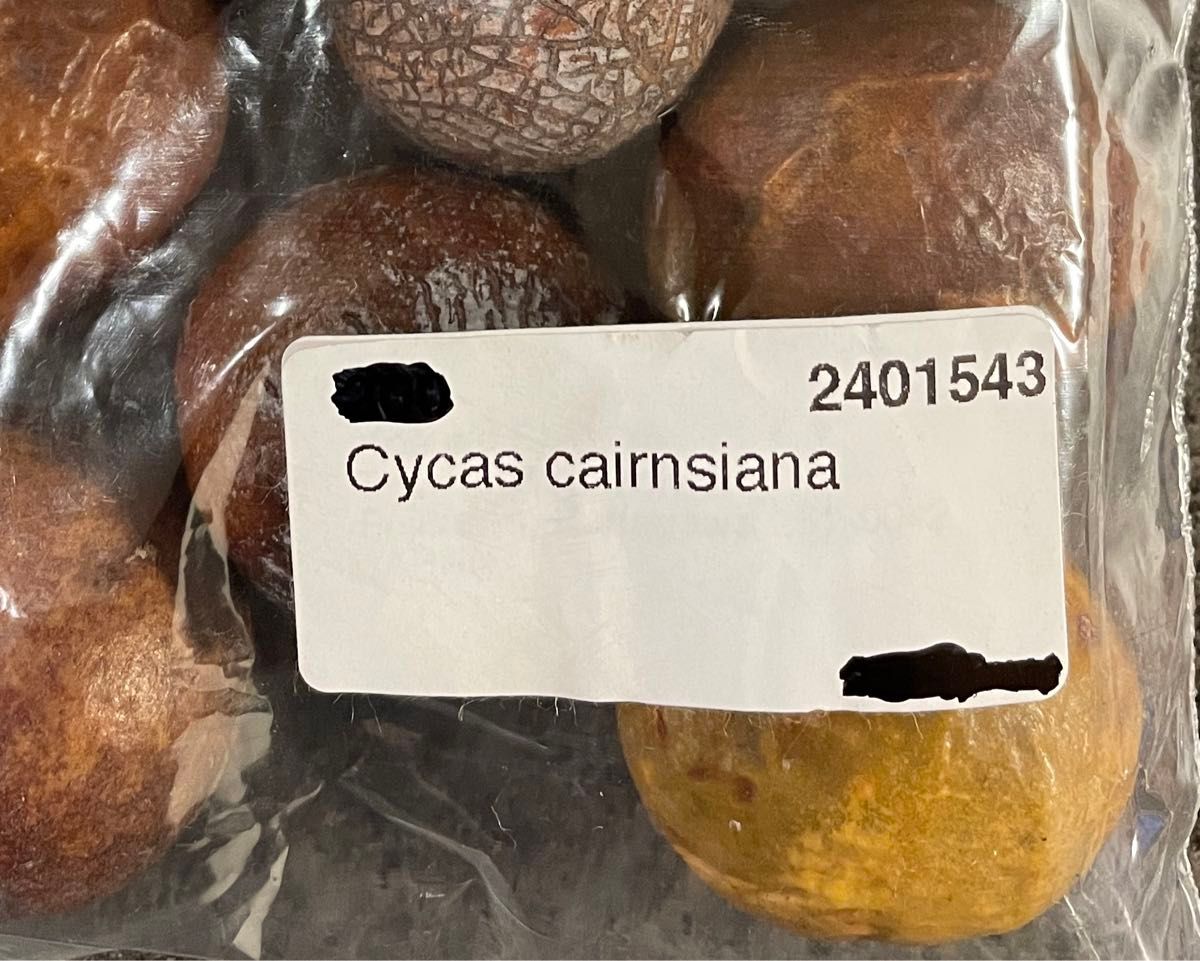 《発根確認済み》サイカス　カイルンシアナ　種子　果肉付き【3粒】cycas cairnsiana ソテツ