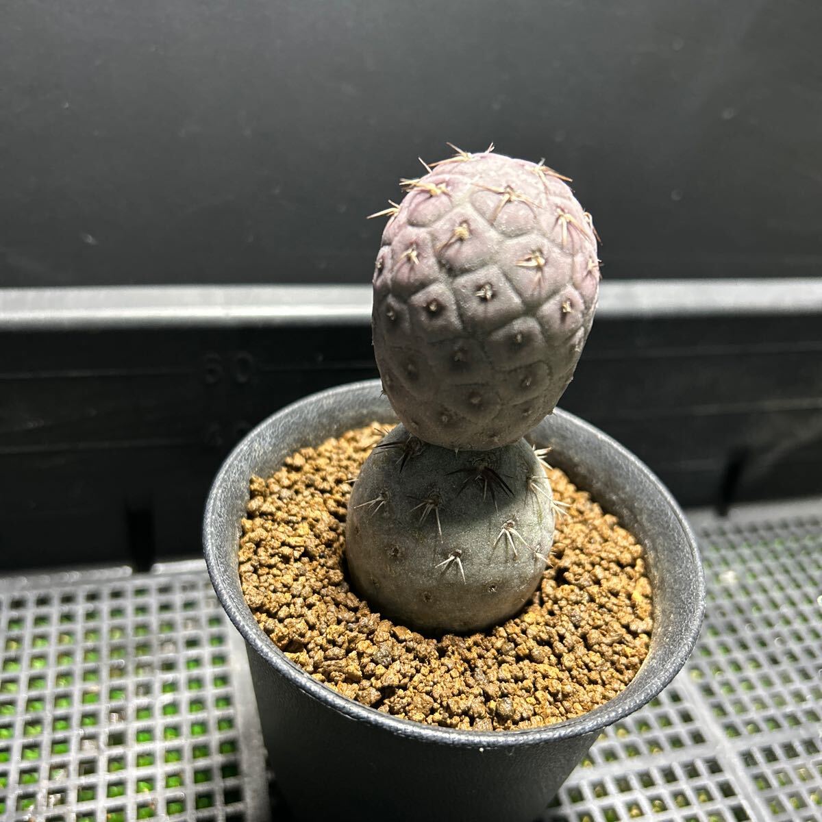 ゲオメトリクス　自根　サボテン　テフロカクタス 多肉植物_画像2