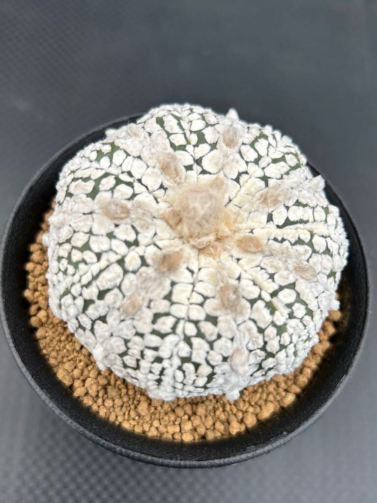 七稜スーパー兜 実生 サボテン アストロフィツム 多肉植物 の画像2