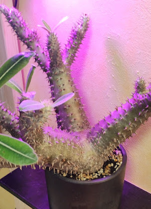 塊根植物【現品】 Pachypodium densiflorum パキポディウム・デンシフローラムの画像2