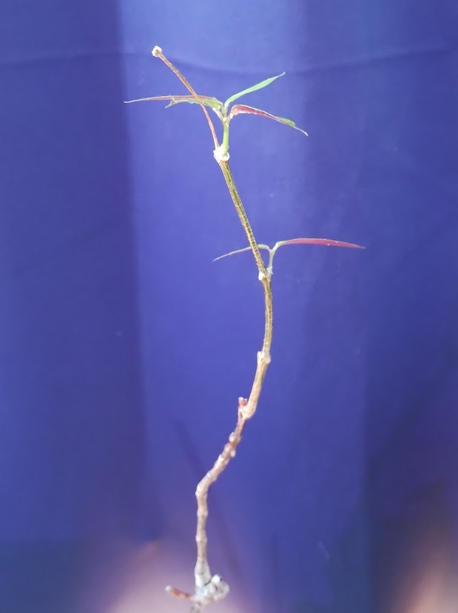 塊根植物【現品】Petopentia natalensis　ペトペンチア・ナタレンシス_画像3