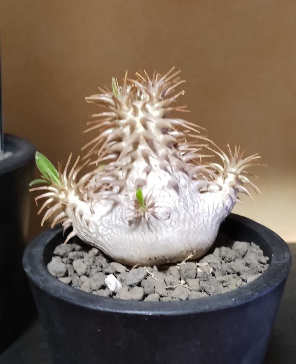 塊根植物【現品】Pachypodium makayense パキポディウム・マカイエンセの画像4