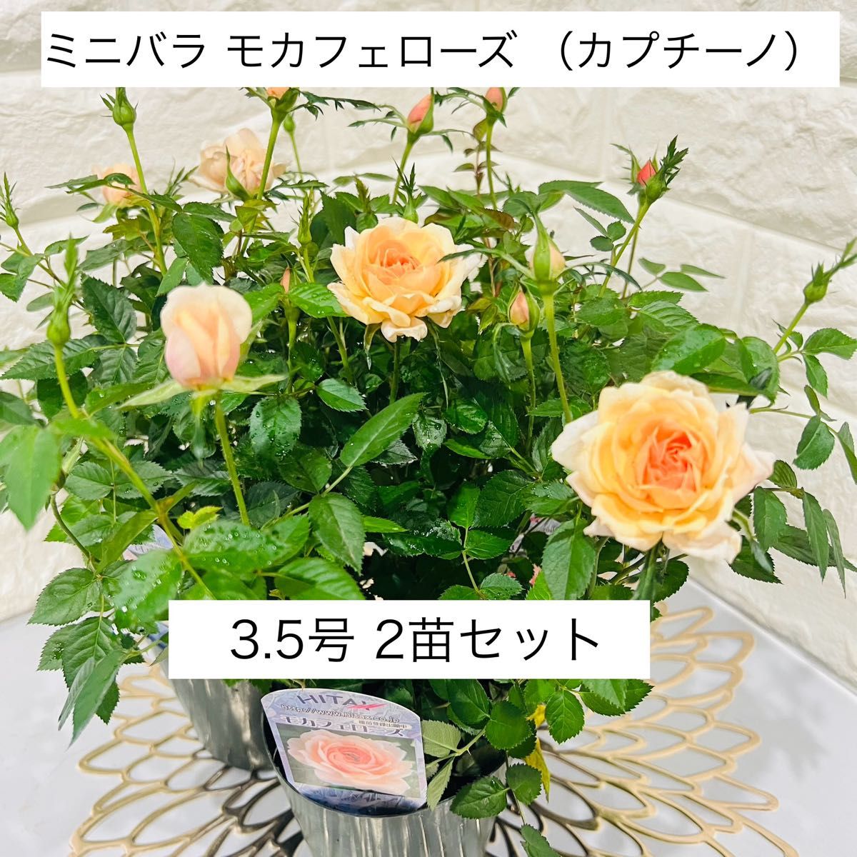 正規品ラベル付 ミニバラ「モカフェローズ」2苗（3.5号）カプチーノ　アプリコット　アンティーク　薔薇