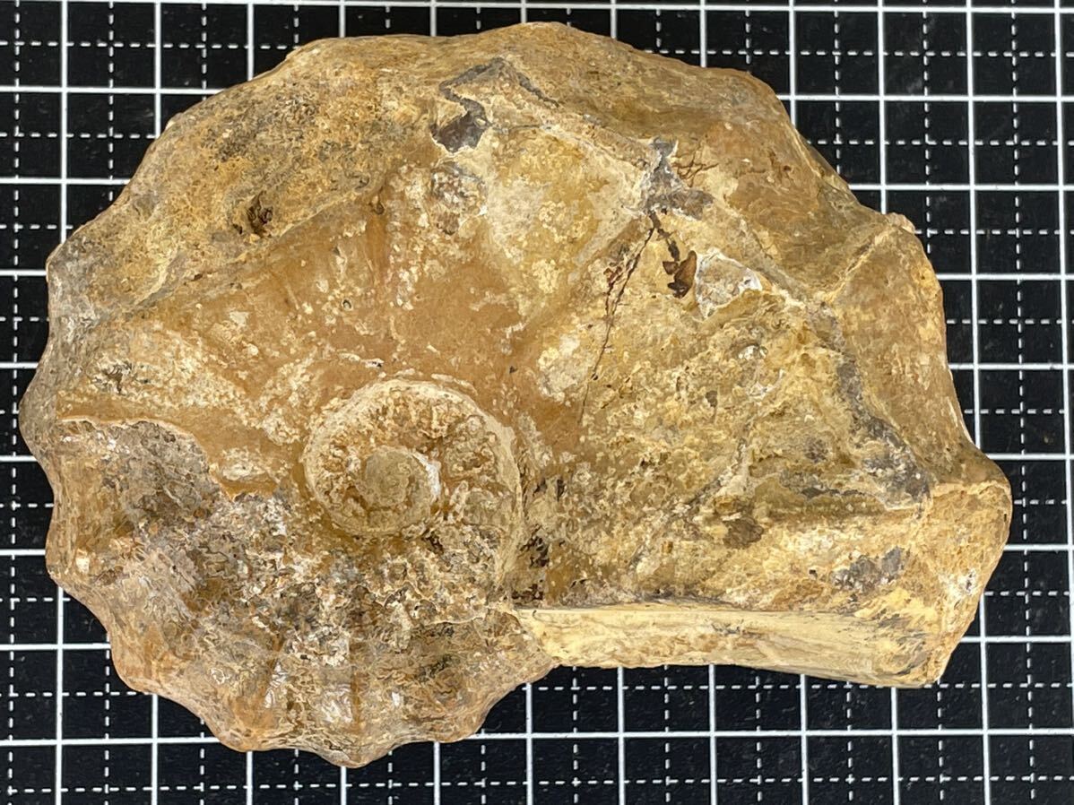 アンモナイト化石　Calycoceras tarrantense テキサス産　レアアンモナイト_画像6