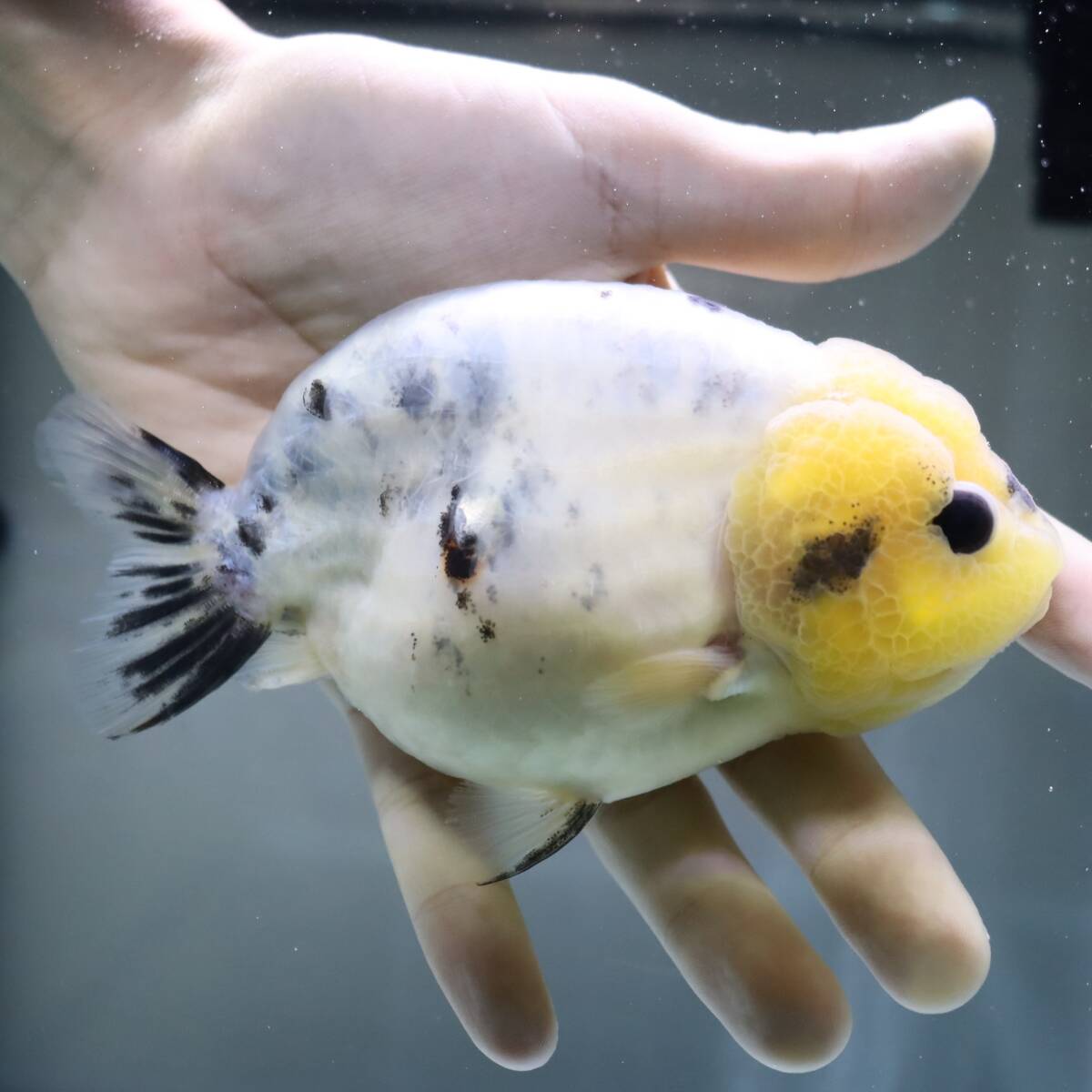 [AquaPro.H] Panda golgfish 13cm commodity number 11134( including in a package possible )(. put on guarantee equipped )