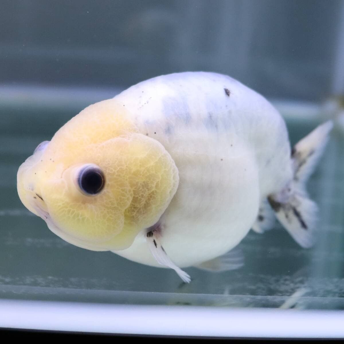 [AquaPro.H] Panda golgfish 13cm commodity number 11131( including in a package possible )(. put on guarantee equipped )