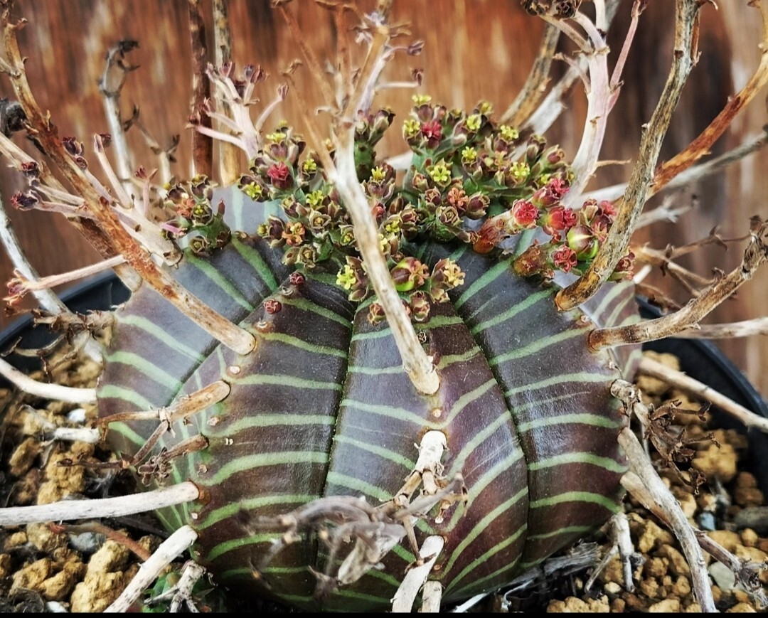 ２４実生　SBV　雌株　スーパーブラックバリダ　キズあり　多肉植物　ユーフォルビア　発根済み　ロウルサンコ　_画像10