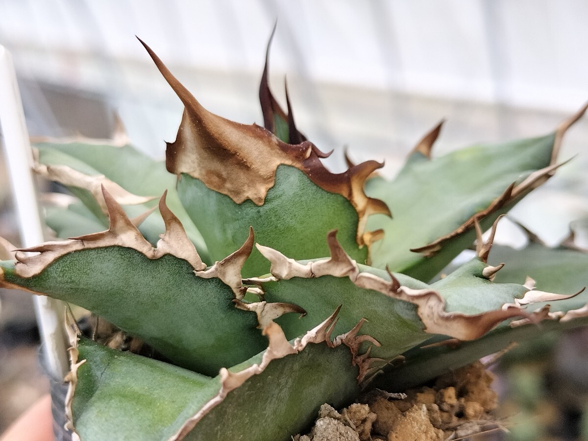 Yahoo!オークション - Guillotine ギロチン キズあり 多肉植物 Yahoo!オークション - Guillotine ギロチン キズあり 多肉植物