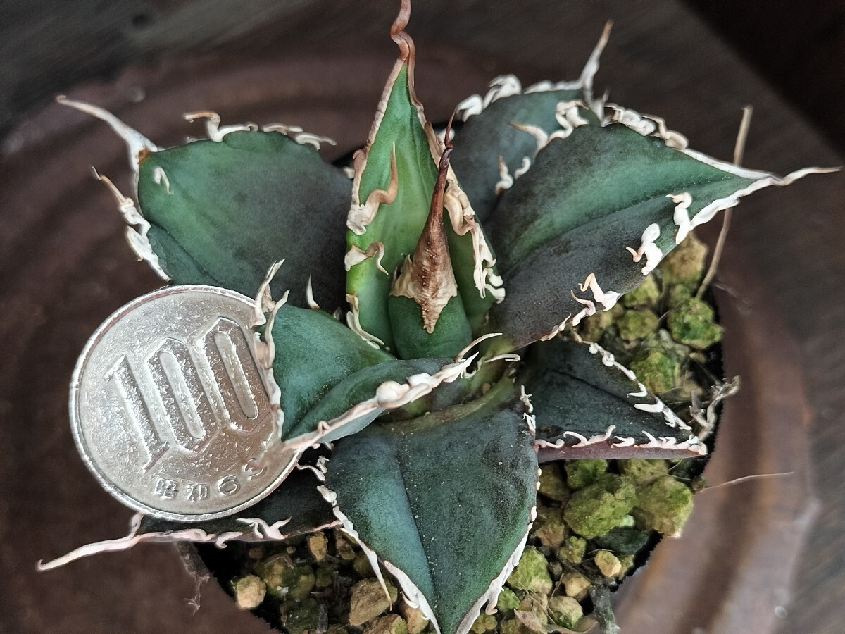 LEGEND Legend scratch equipped succulent plant agave departure root ending low ru sun ko